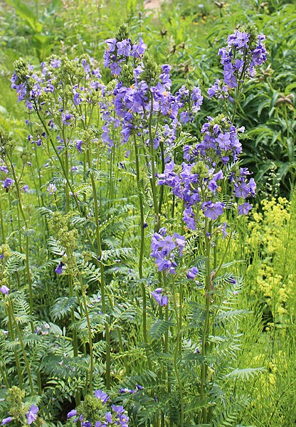 File:Polemonium caeruleum BotGardBln 20170610 D.jpg