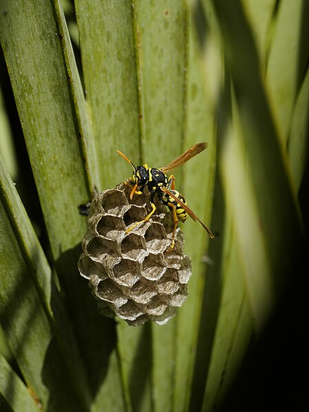 File:Polistes sp nest 2.jpg