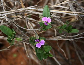 <i>Polygala serpentaria</i>