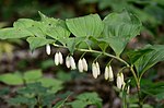 Polygonatum latifolium (7354173118) .jpg