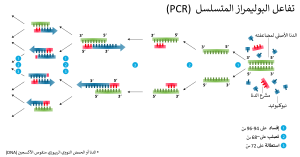 An infographic showing the replication process of PCR