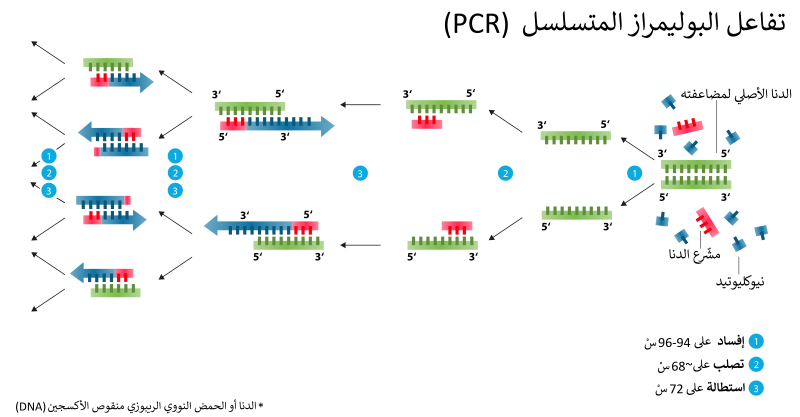 File:Polymerase chain reaction-ar.svg