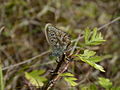 2 Polyommatus coridon?