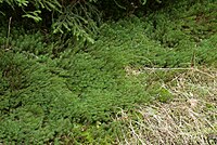 Tapis de Polytrichum commune.