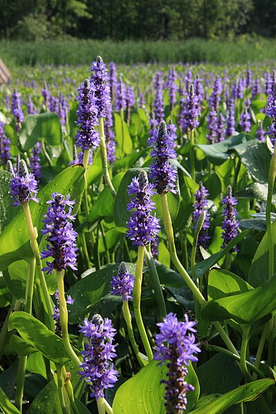 File:Pontederia cordata 3 PP.jpg