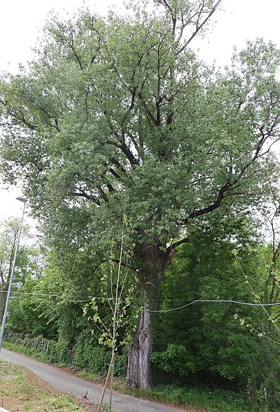 File:Populus nigra (Dormelletto).jpg