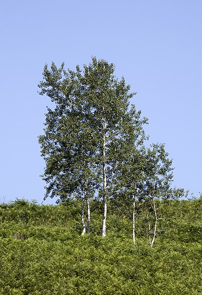 File:Populus tremula - Eurasian Aspen 01.jpg