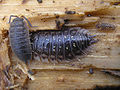 Porcellio scaber and Oniscus asellus - Zalné20070205.jpg