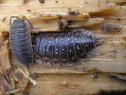 Porcellio scaber (слева) и Oniscus asellus (справа)