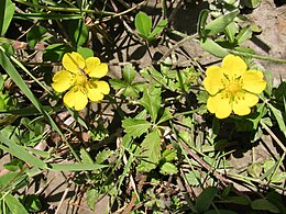 Potentilla (Potentilla crantzii)