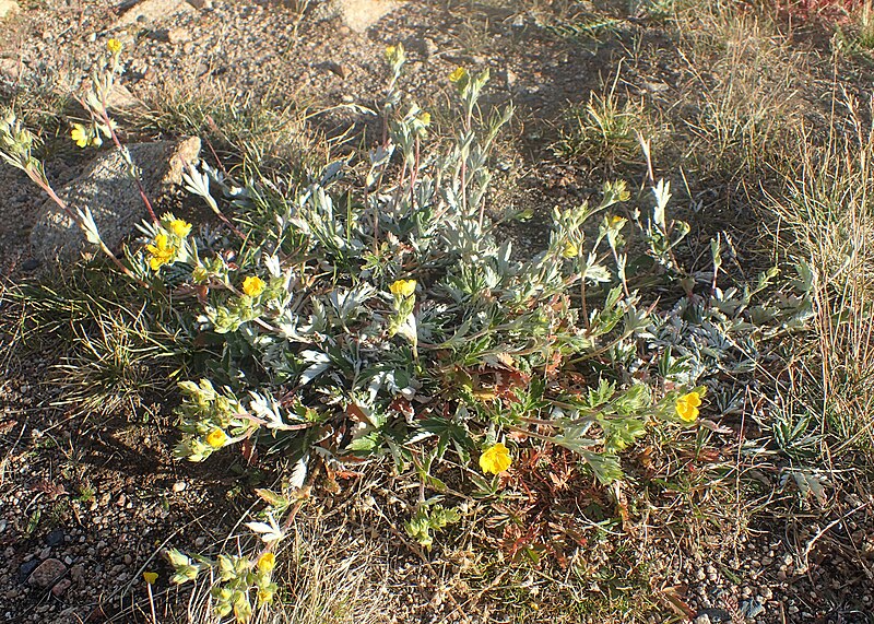 File:Potentilla pulcherrima kz04.jpg