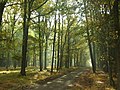 Čeština: Východní polovina Klánovického lesa východně od Klánovic a severně od Újezdu nad Lesy nápověda English: Klánovice Forest-eastern part, Prague, CZ help