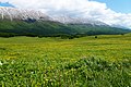 Montane meadow habitat of Lycaena hippothoe Lycaenidae Majella Massif, Abruzzi Apennines , Italy