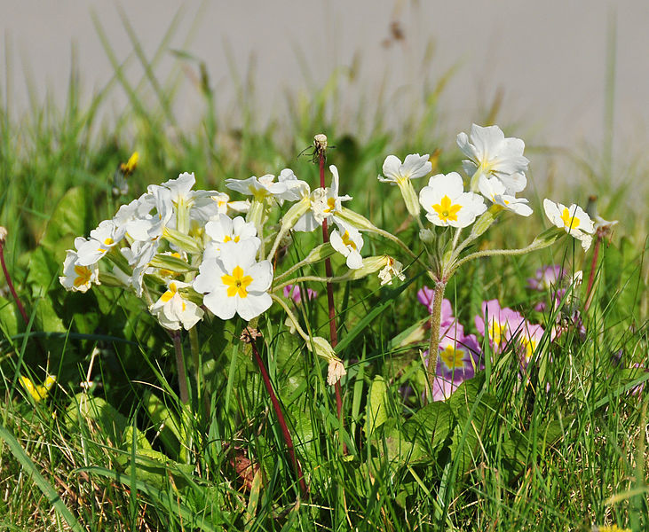 File:Primroses in Lansallos.jpg