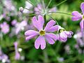 Few Primula species