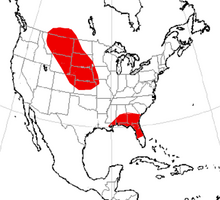 Procranioceras range.png