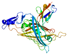 Protein NID1 PDB 1gl4.png