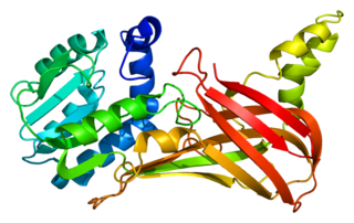 PRMT3 protein-coding gene in the species Homo sapiens