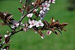 Thumbnail for File:Prunus cerasifera blossoms.jpg