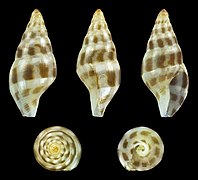 Pseudamycla formosa, shell, dark form