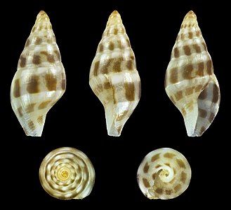 Pseudamycla formosa (Dark form)