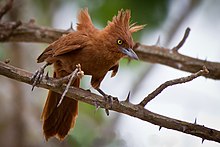 Pseudoseisura cristata -Paraiba، Brasil-8.jpg