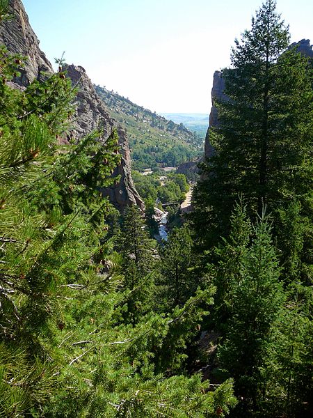 File:Pseudotsuga glauca Eldorado Canyon 1.jpg