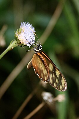 Pteronymia fulvescens