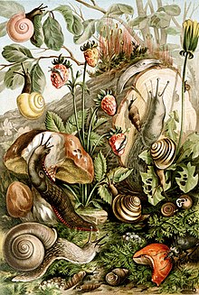 An artistic but scientifically incorrect version of various European land snails and slugs (one species here is not a pulmonate), their food plants and fungi, and a beetle that eats mollusks, bottom right. Pulmonata.jpg