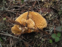 Pycnoporellus fulgens 56516.jpg