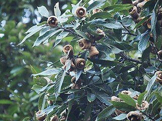 <i>Quercus macrocalyx</i> Species of oak tree