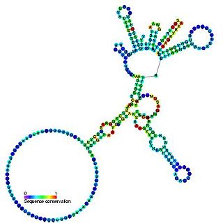 <span class="mw-page-title-main">Group I catalytic intron</span>