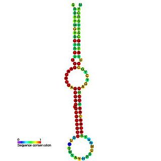 mir-7 microRNA precursor