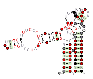 <i>Flavobacterium</i>-1 RNA motif