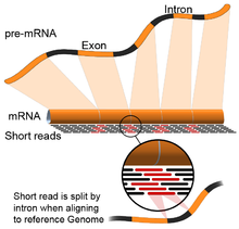 RNA-Seq alignment with intron-split short reads. Alignment of short reads to an mRNA sequence and the reference genome. Alignment software has to account for short reads that overlap exon-exon junctions (in red) and thereby skip intronic sections of the pre-mRNA and reference genome. RNA-Seq-alignment.png