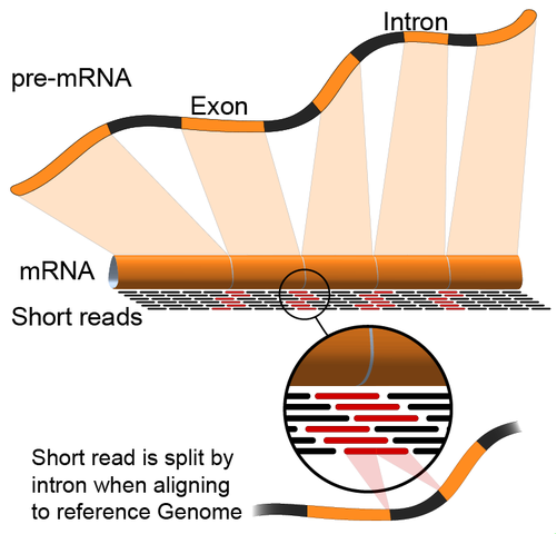 mRNA-align