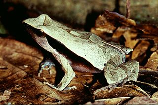 <i>Physalaemus olfersii</i> Species of frog