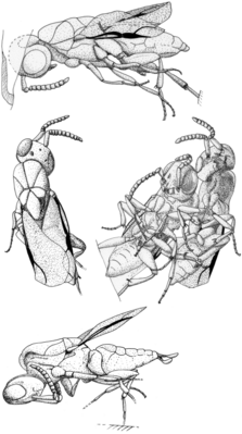 Radiophronidae