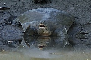 Resim açıklaması Rafetus euphraticus cropped.jpg.