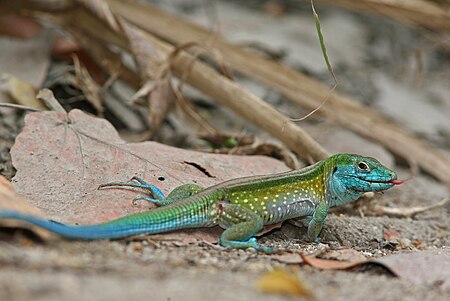 Tập_tin:Rainbow_Ameiva.jpg