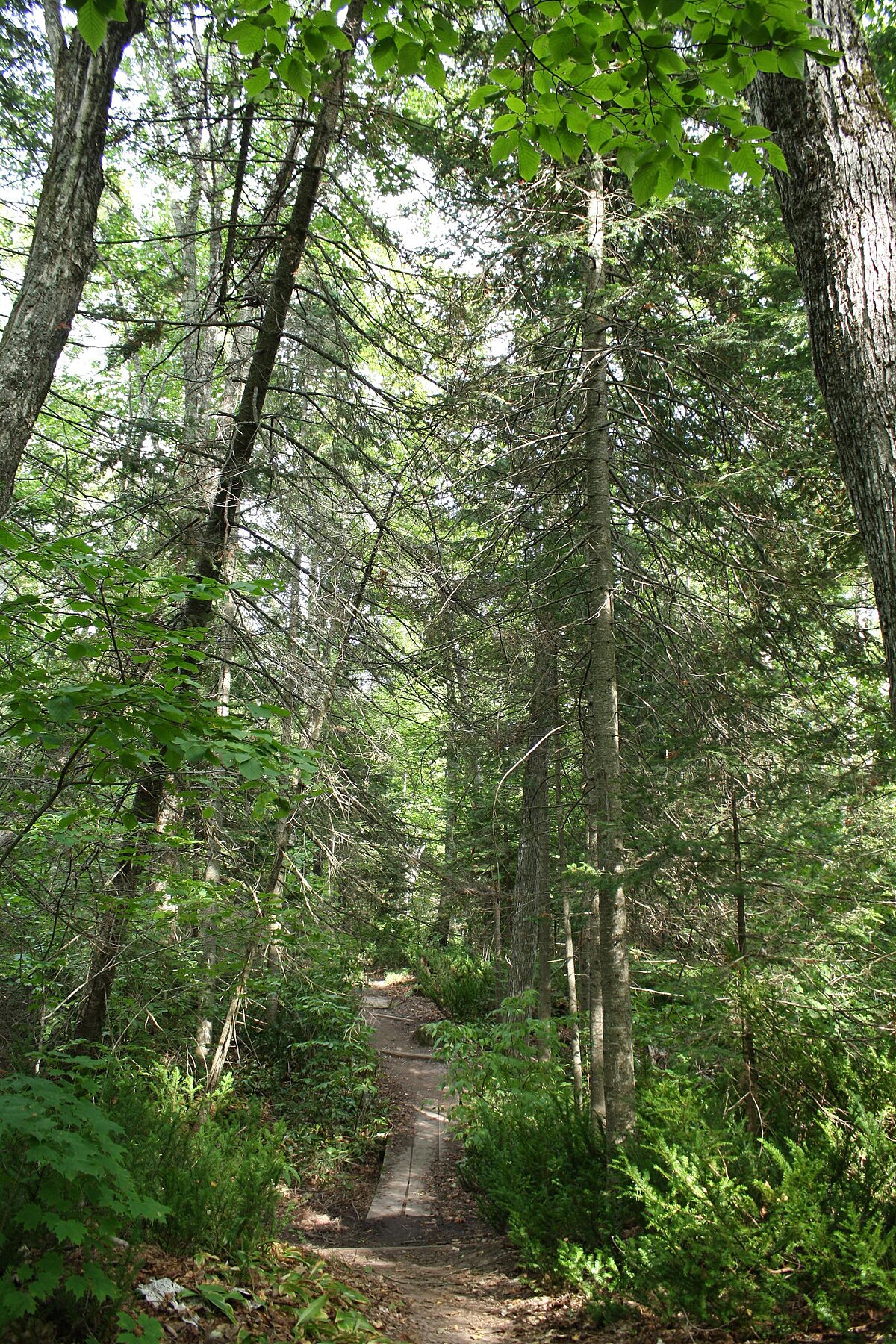 Blackjack springs wilderness area map