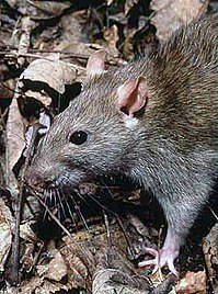 List of rodents - Wikipedia