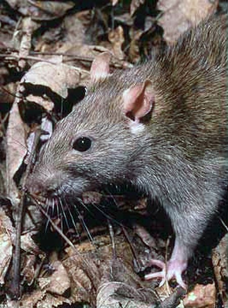 Tikus_mondok