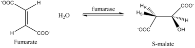 Figure 2: Conversion of fumarate to S-malate. Reaction1.png