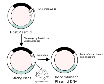 Construction of recombinant DNA, in which a foreign DNA fragment is inserted into a plasmid vector