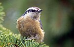 Thumbnail for File:Red-Breasted Nuthatch (4437569772).jpg