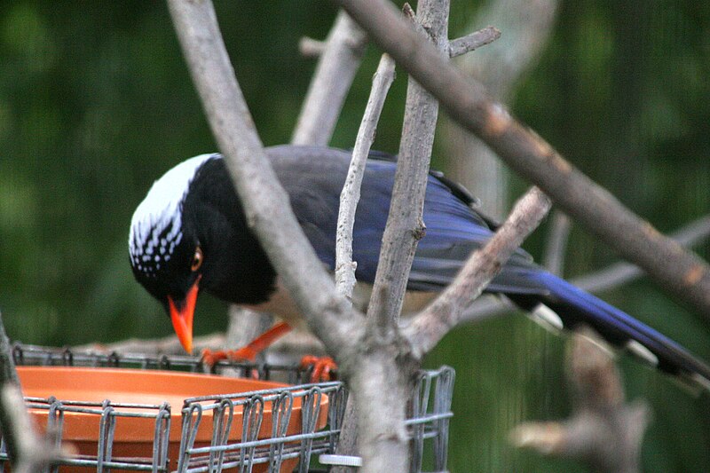 File:Red-billed Blue Magpie.JPG