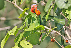 Red-cheeked Parrot.jpg
