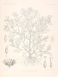 C. moseleyi, ilustracija