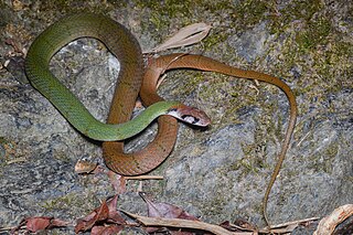 <i>Rhabdophis nigrocinctus</i> Species of snake